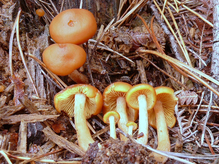 Gymnopilus Picreus 01